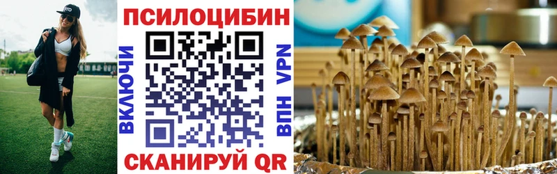 Купить где  Кашин  Псилоцибиновые грибы Cubensis 